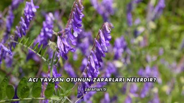 Acı Yavşan Otunun Zararları Nelerdir?