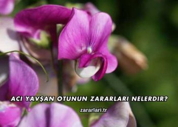 Acı Yavşan Otunun Zararları Nelerdir?