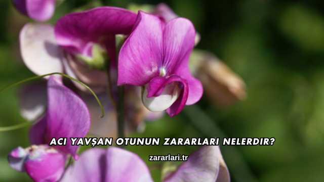 Acı Yavşan Otunun Zararları Nelerdir?