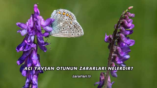 Acı Yavşan Otunun Zararları Nelerdir?