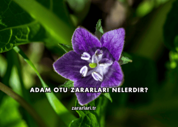 Adam Otu Zararları Nelerdir?