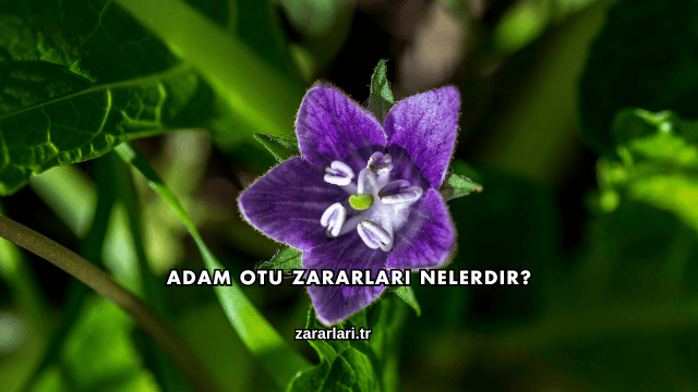 Adam Otu Zararları Nelerdir?