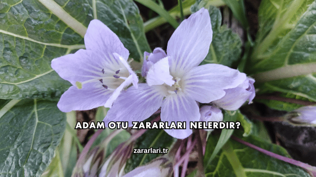 Adam Otu Zararları Nelerdir?