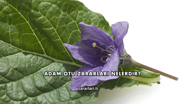 Adam Otu Zararları Nelerdir?
