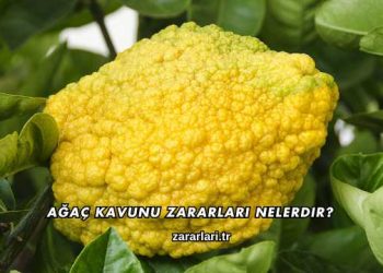 Ağaç Kavunu Zararları Nelerdir?