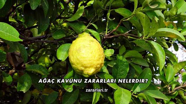 Ağaç Kavunu Zararları Nelerdir?