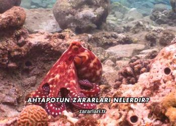 Ahtapotun Zararları Nelerdir?
