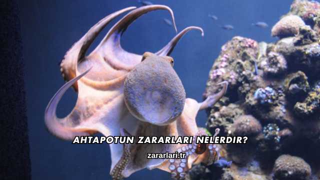 Ahtapotun Zararları Nelerdir?