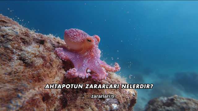Ahtapotun Zararları Nelerdir?