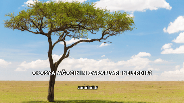 Akasya Ağacının Zararları Nelerdir?
