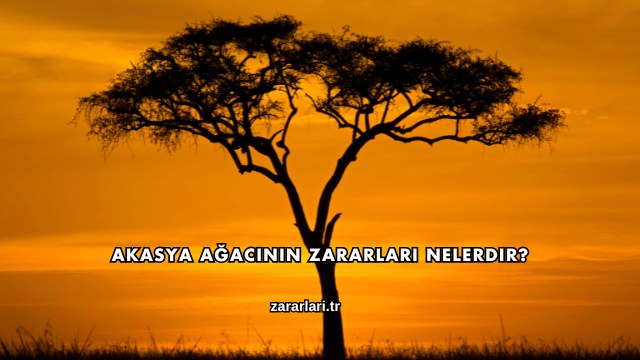 Akasya Ağacının Zararları Nelerdir?