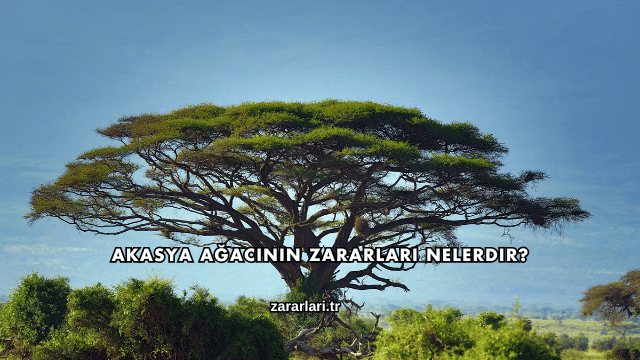 Akasya Ağacının Zararları Nelerdir?
