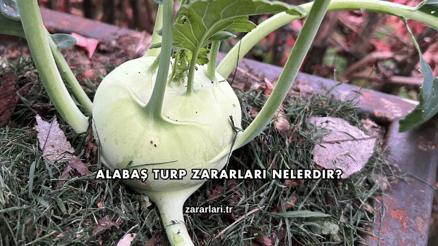 Alabaş Turp Zararları Nelerdir?