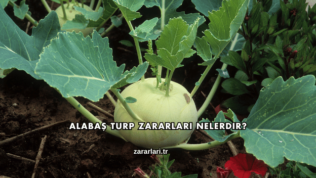 Alabaş Turp Zararları Nelerdir?