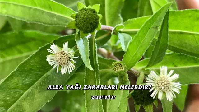 Alba Yağı Zararları Nelerdir?