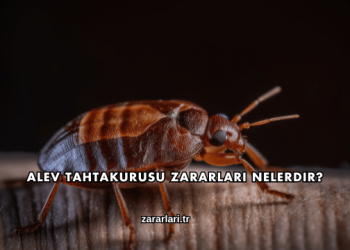 Alev Tahtakurusu Zararları Nelerdir?
