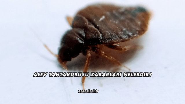 Alev Tahtakurusu Zararları Nelerdir?