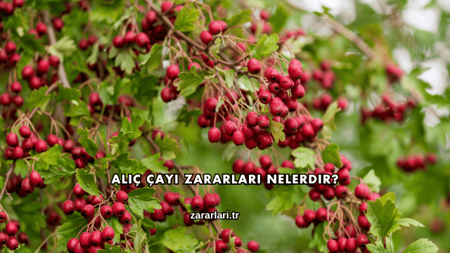 Alıç Çayı Zararları Nelerdir?
