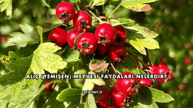 Alıç (Yemişen) Meyvesi Faydaları Nelerdir?