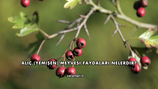 Alıç (Yemişen) Meyvesi Faydaları Nelerdir?
