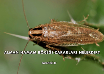 Alman Hamam Böceği Zararları Nelerdir?