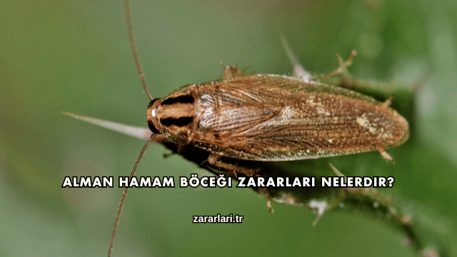 Alman Hamam Böceği Zararları Nelerdir?