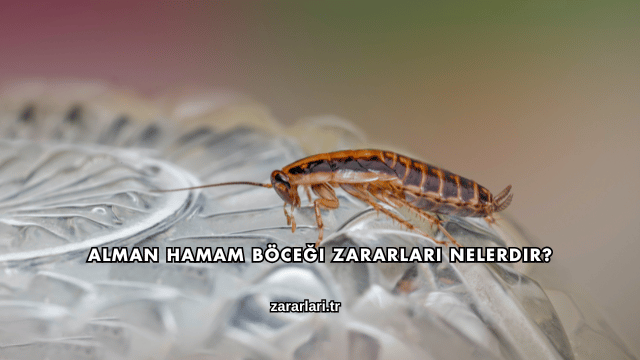 Alman Hamam Böceği Zararları Nelerdir?