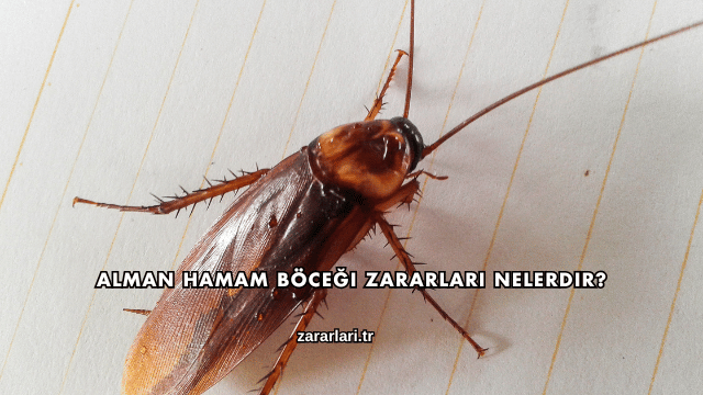 Alman Hamam Böceği Zararları Nelerdir?