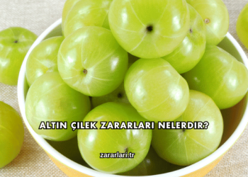 Altın Çilek Zararları Nelerdir?