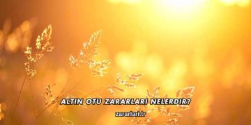 Altın Otu Zararları Nelerdir?