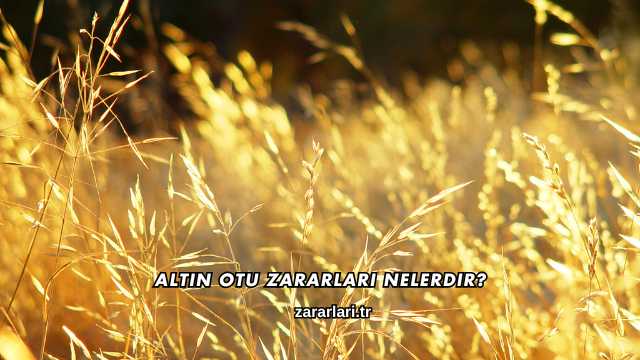 Altın Otu Zararları Nelerdir?
