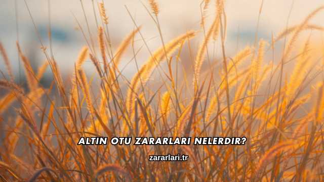 Altın Otu Zararları Nelerdir?