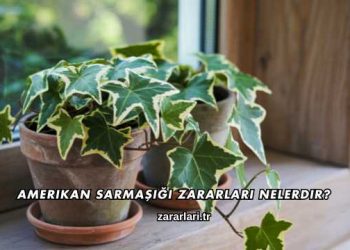 Amerikan Sarmaşığı Zararları Nelerdir?