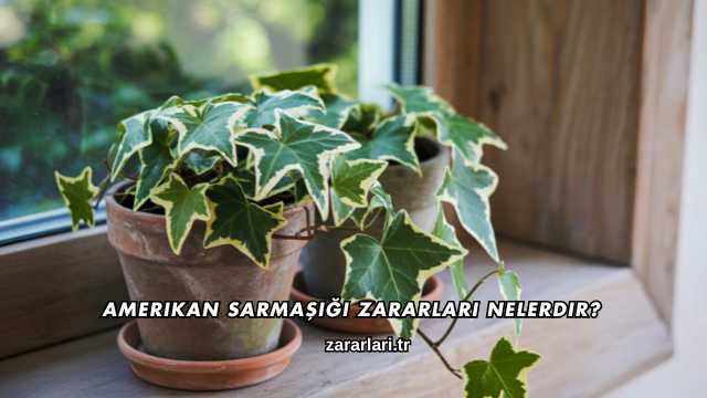 Amerikan Sarmaşığı Zararları Nelerdir?