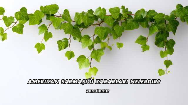 Amerikan Sarmaşığı Zararları Nelerdir?
