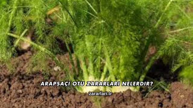 Arapsaçı Otu Zararları Nelerdir?