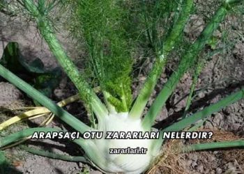 Arapsaçı Otu Zararları Nelerdir?