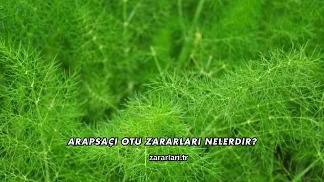 Arapsaçı Otu Zararları Nelerdir?