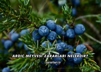 Ardıç Meyvesi Zararları Nelerdir?