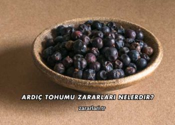 Ardıç Tohumu Zararları Nelerdir?