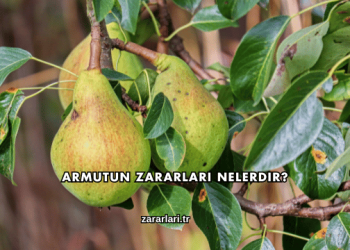 Armutun Zararları Nelerdir?