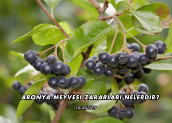 Aronya Meyvesi Zararları Nelerdir?