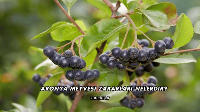 Aronya Meyvesi Zararları Nelerdir?