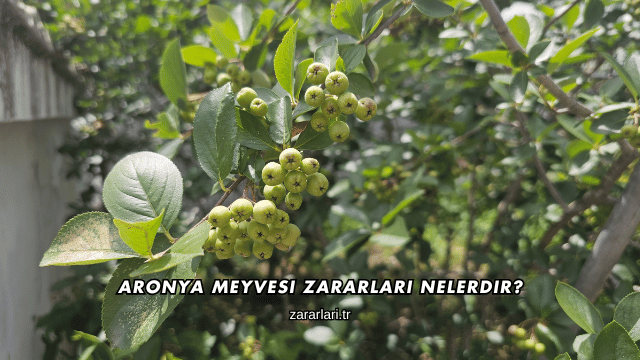Aronya Meyvesi Zararları Nelerdir?
