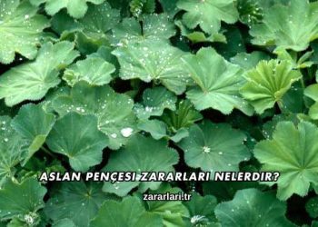 Aslan Pençesi Zararları Nelerdir?