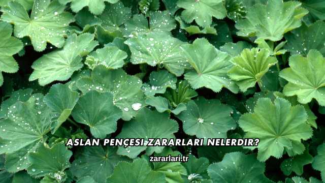 Aslan Pençesi Zararları Nelerdir?