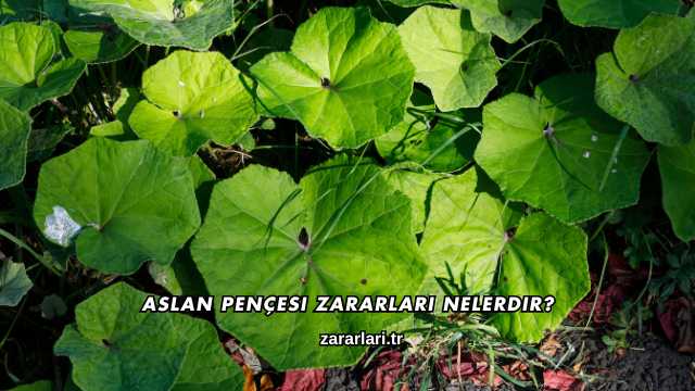Aslan Pençesi Zararları Nelerdir?