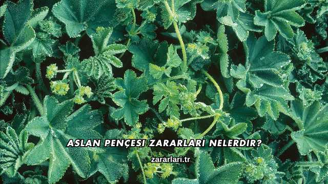 Aslan Pençesi Zararları Nelerdir?