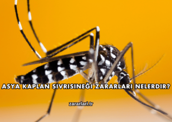 Asya Kaplan Sivrisineği Zararları Nelerdir?