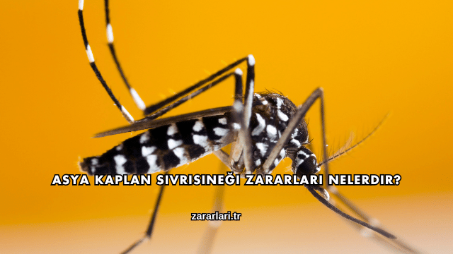 Asya Kaplan Sivrisineği Zararları Nelerdir?